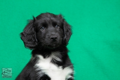 © all rights reserved - Photo by Lisanne Bakker