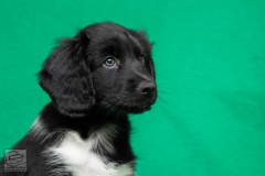 © all rights reserved - Photo by Lisanne Bakker