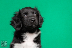 © all rights reserved - Photo by Lisanne Bakker