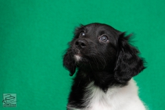 © all rights reserved - Photo by Lisanne Bakker