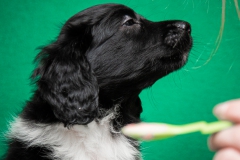 © all rights reserved - Photo by Lisanne Bakker