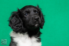 © all rights reserved - Photo by Lisanne Bakker