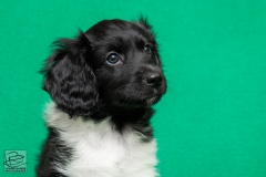 © all rights reserved - Photo by Lisanne Bakker