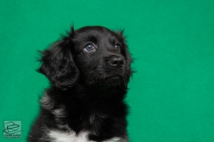 © all rights reserved - Photo by Lisanne Bakker