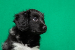 © all rights reserved - Photo by Lisanne Bakker