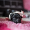 © all rights reserved - Photo by Lisanne Bakker