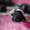 © all rights reserved - Photo by Lisanne Bakker