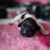 © all rights reserved - Photo by Lisanne Bakker