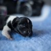 © all rights reserved - Photo by Lisanne Bakker