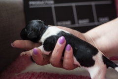 © all rights reserved - Photo by Lisanne Bakker