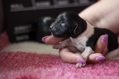 © all rights reserved - Photo by Lisanne Bakker