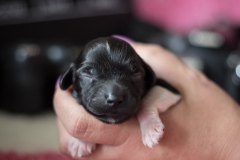 © all rights reserved - Photo by Lisanne Bakker