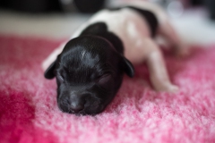 © all rights reserved - Photo by Lisanne Bakker
