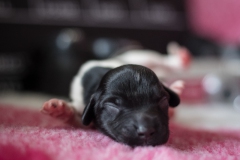 © all rights reserved - Photo by Lisanne Bakker