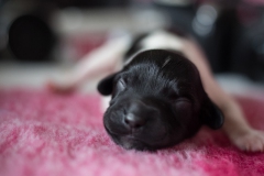 © all rights reserved - Photo by Lisanne Bakker