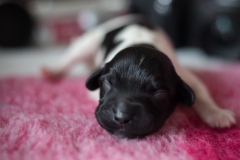 © all rights reserved - Photo by Lisanne Bakker
