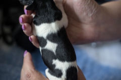 © all rights reserved - Photo by Lisanne Bakker