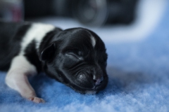 © all rights reserved - Photo by Lisanne Bakker
