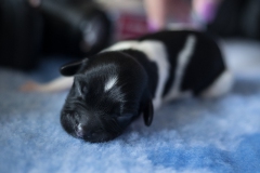 © all rights reserved - Photo by Lisanne Bakker