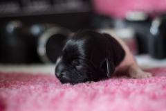 © all rights reserved - Photo by Lisanne Bakker