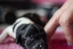 © all rights reserved - Photo by Lisanne Bakker