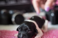 © all rights reserved - Photo by Lisanne Bakker