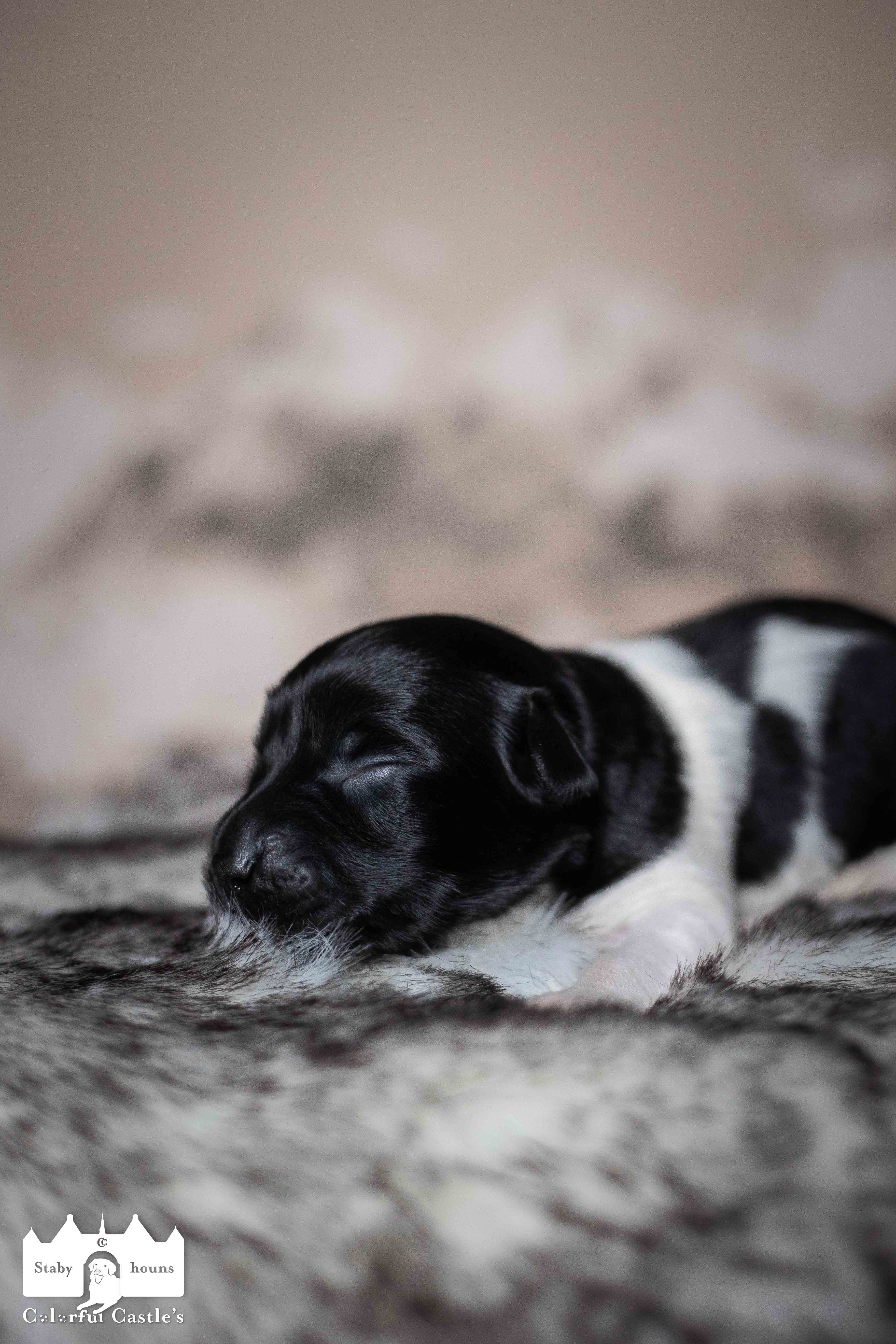 Pup 6 - Ruitje | © all rights reserved - Photo by Lisanne Bakker