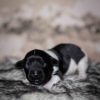 Pup 5 - Jasje | © all rights reserved - Photo by Lisanne Bakker