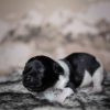 Pup 5 - Jasje | © all rights reserved - Photo by Lisanne Bakker