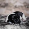 Pup 5 - Jasje | © all rights reserved - Photo by Lisanne Bakker