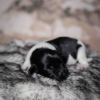Pup 5 - Jasje | © all rights reserved - Photo by Lisanne Bakker