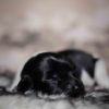 Pup 5 - Jasje | © all rights reserved - Photo by Lisanne Bakker