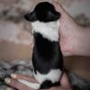 Pup 5 - Jasje | © all rights reserved - Photo by Lisanne Bakker