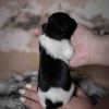 Pup 5 - Jasje | © all rights reserved - Photo by Lisanne Bakker
