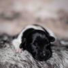 Pup 4 - Plaatje | © all rights reserved - Photo by Lisanne Bakker