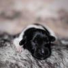 Pup 4 - Plaatje | © all rights reserved - Photo by Lisanne Bakker