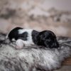 Pup 4 - Plaatje | © all rights reserved - Photo by Lisanne Bakker