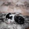 Pup 4 - Plaatje | © all rights reserved - Photo by Lisanne Bakker