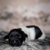 Pup 4 - Plaatje | © all rights reserved - Photo by Lisanne Bakker