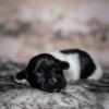 Pup 4 - Plaatje | © all rights reserved - Photo by Lisanne Bakker