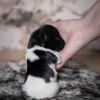 Pup 4 - Plaatje | © all rights reserved - Photo by Lisanne Bakker