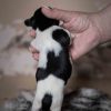 Pup 4 - Plaatje | © all rights reserved - Photo by Lisanne Bakker