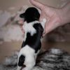 Pup 4 - Plaatje | © all rights reserved - Photo by Lisanne Bakker