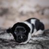 Pup 6 - Ruitje | © all rights reserved - Photo by Lisanne Bakker