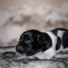 Pup 6 - Ruitje | © all rights reserved - Photo by Lisanne Bakker