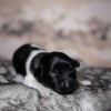 Pup 6 - Ruitje | © all rights reserved - Photo by Lisanne Bakker