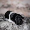 Pup 6 - Ruitje | © all rights reserved - Photo by Lisanne Bakker