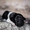 Pup 6 - Ruitje | © all rights reserved - Photo by Lisanne Bakker