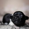Pup 6 - Ruitje | © all rights reserved - Photo by Lisanne Bakker