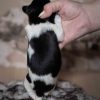 Pup 6 - Ruitje | © all rights reserved - Photo by Lisanne Bakker